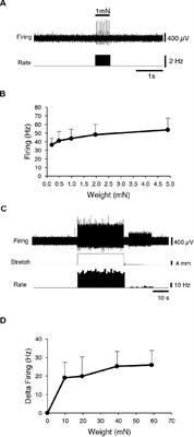 Effects of Lactate on One Class of Group III (CT3) Muscle Afferents